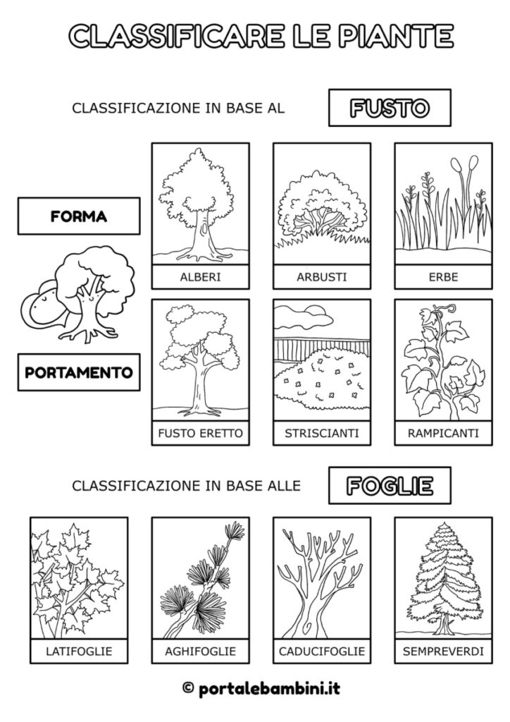schede didattiche sulle piante scuola primaria