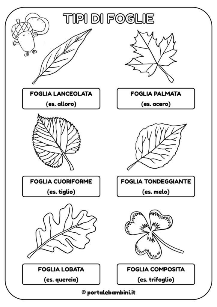 tipi di foglie