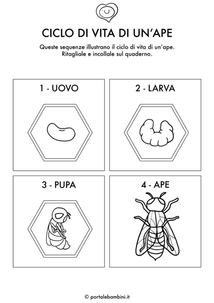 schede didattiche di scienze ciclo di vita di un'ape