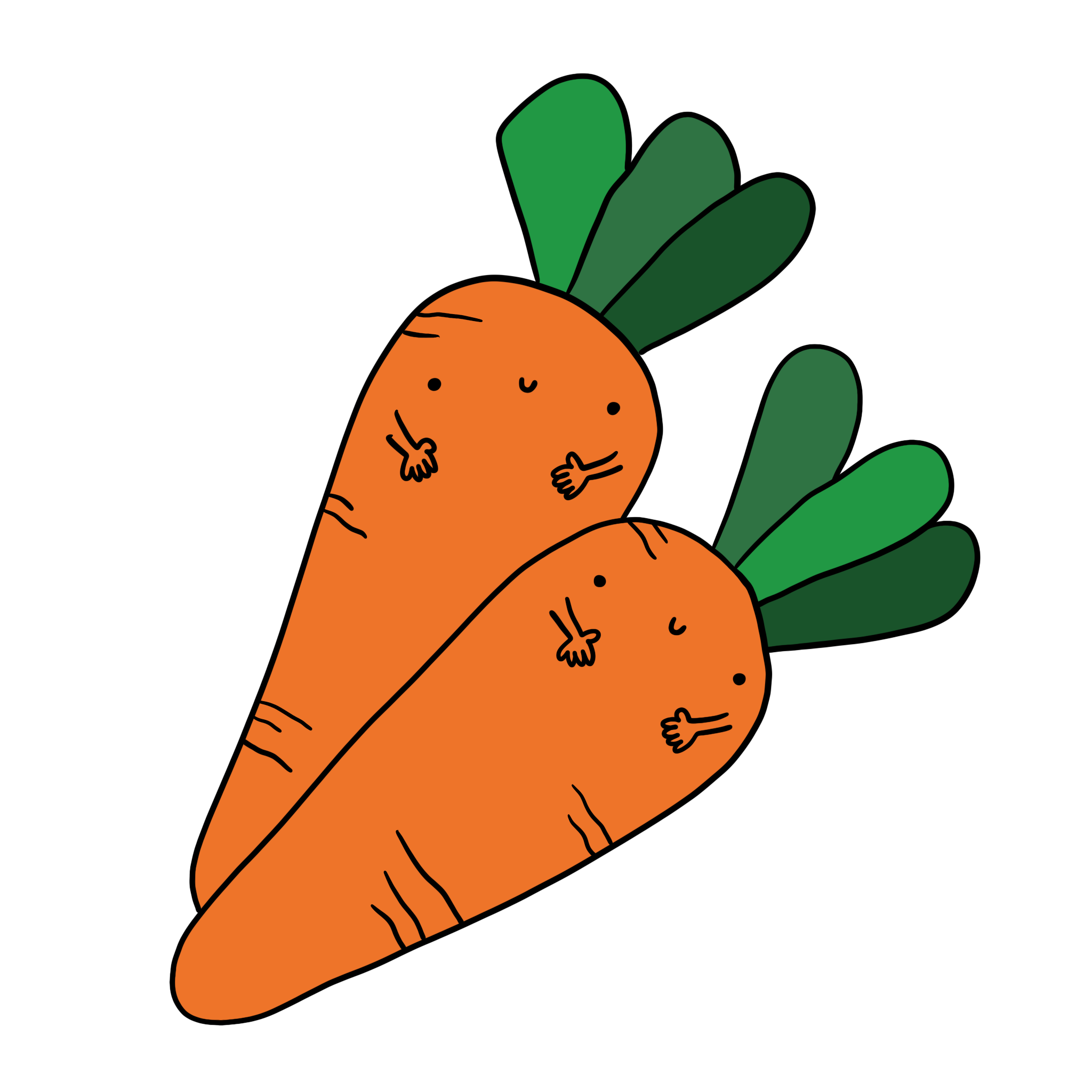 immagini disegni illustrazioni carota