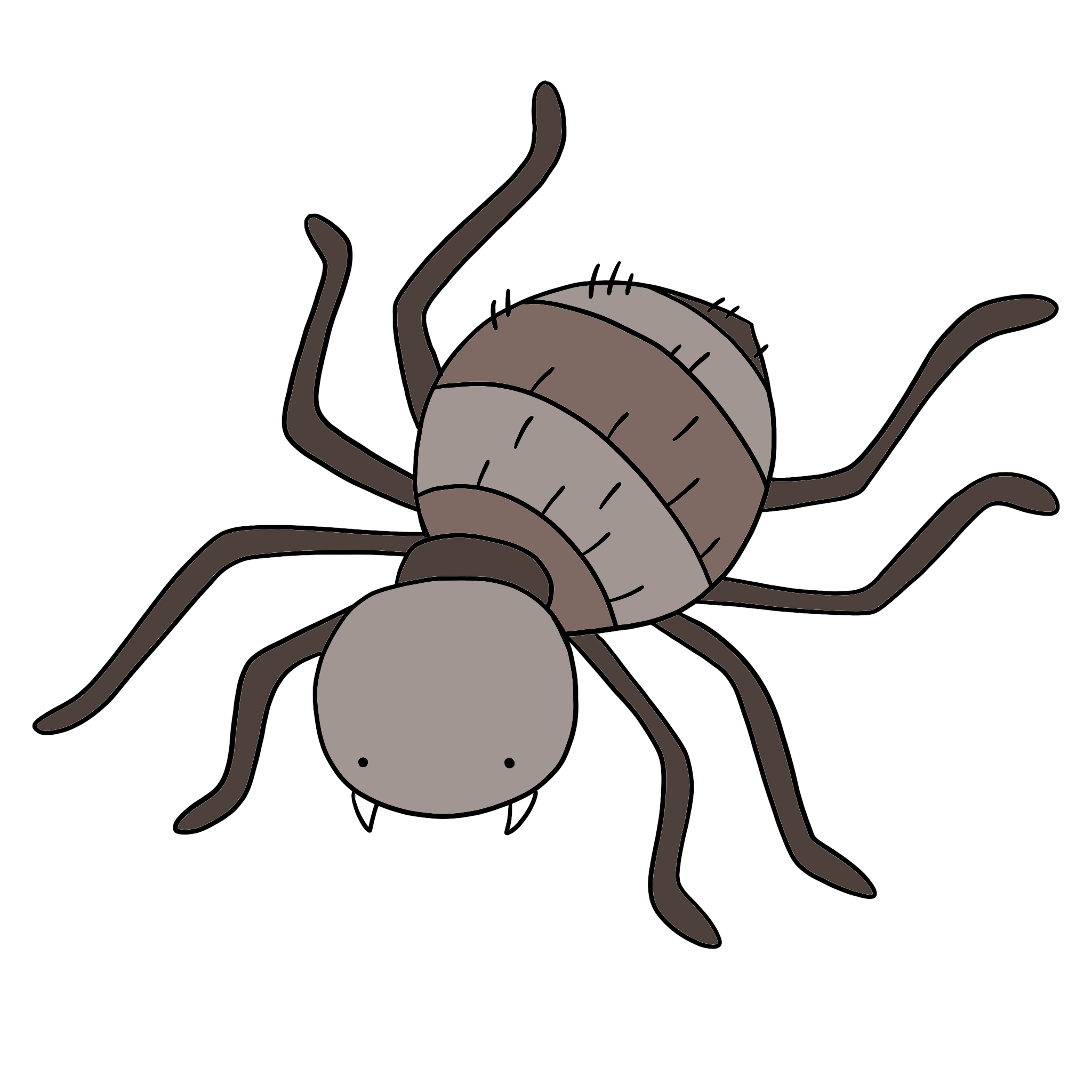 immagine disegno illustrazione a colori ragno