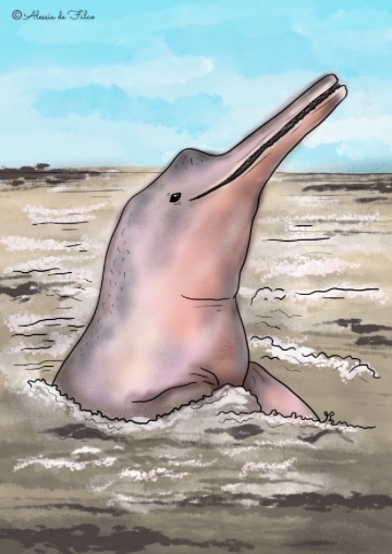 delfino rosa disegni di delfini da colorare
