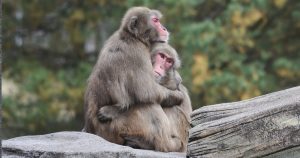 gli animali si abbracciano?